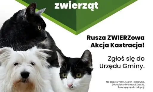 Gmina Ostaszewo finansuje kastrację i sterylizację zwierząt – akcja trwa do końca listopada